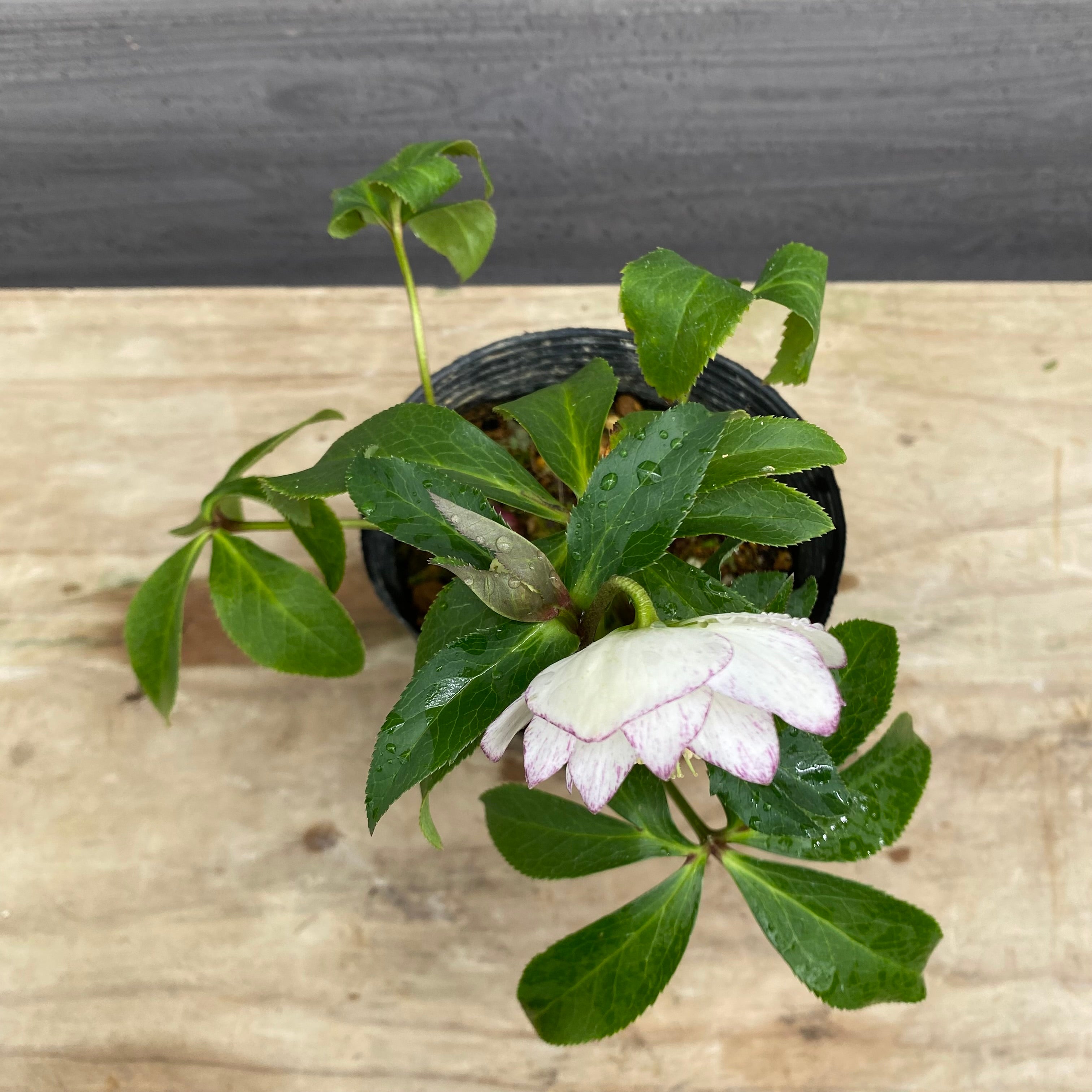 即売会 No.27085 クリスマスローズ ダブル咲き 4号苗ポット – 植物家族