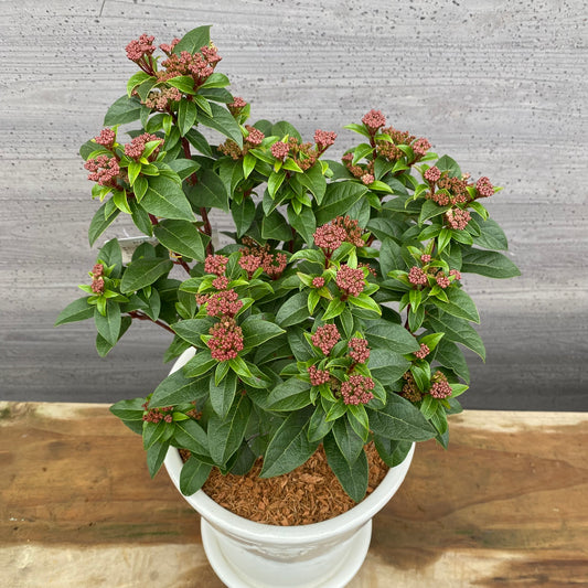 ビバーナムティヌス　花郷園さんオリジナルポット