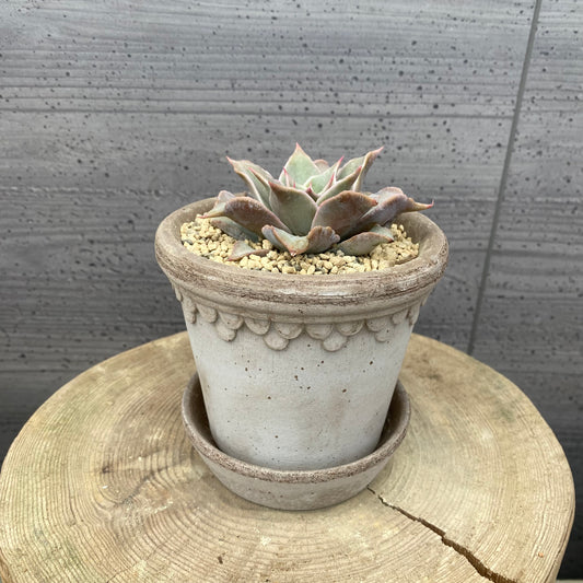 エケベリア　マディバ　BERGSコペンハーゲン10