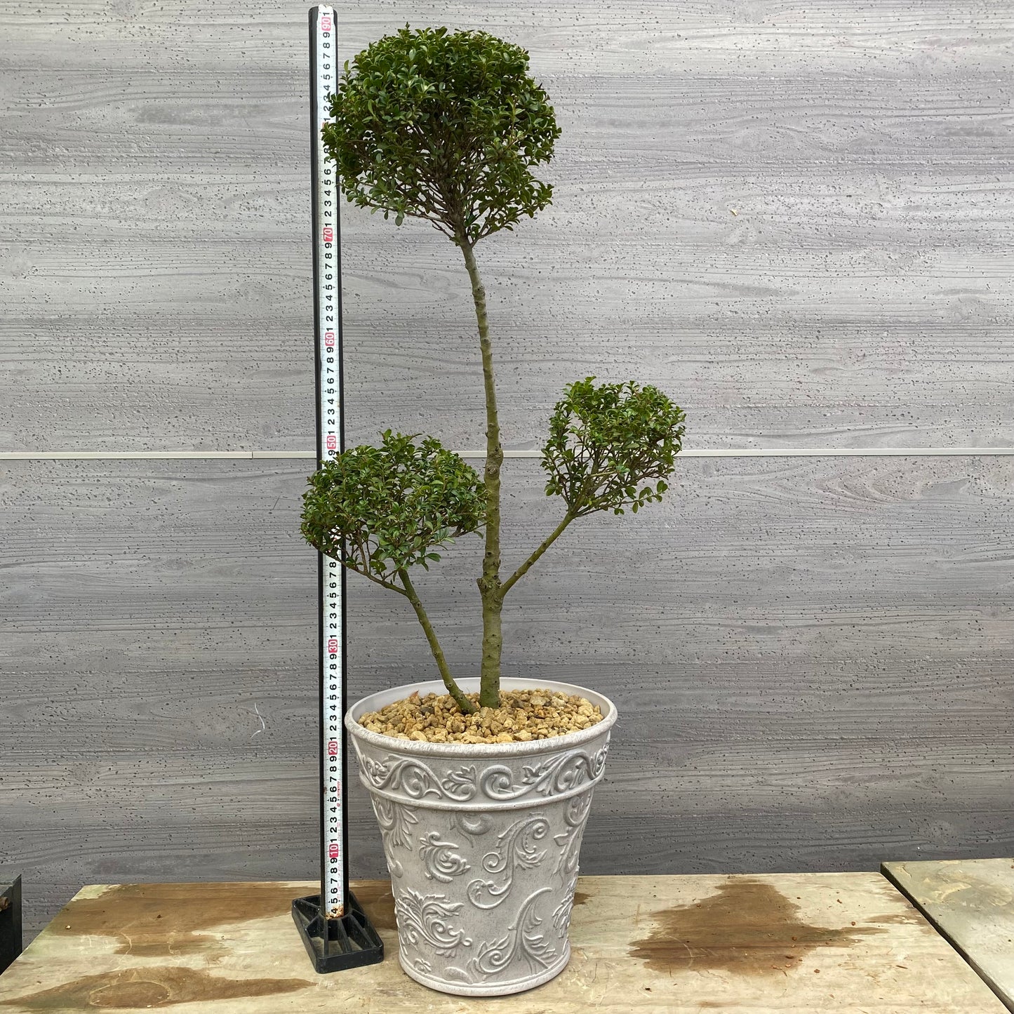 No.12033　キンメツゲ　ホワイトプラ鉢