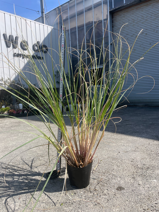 No.06002　岡本緑花　ミニパンパスグラス　タイニーパンパ　5号苗ポット