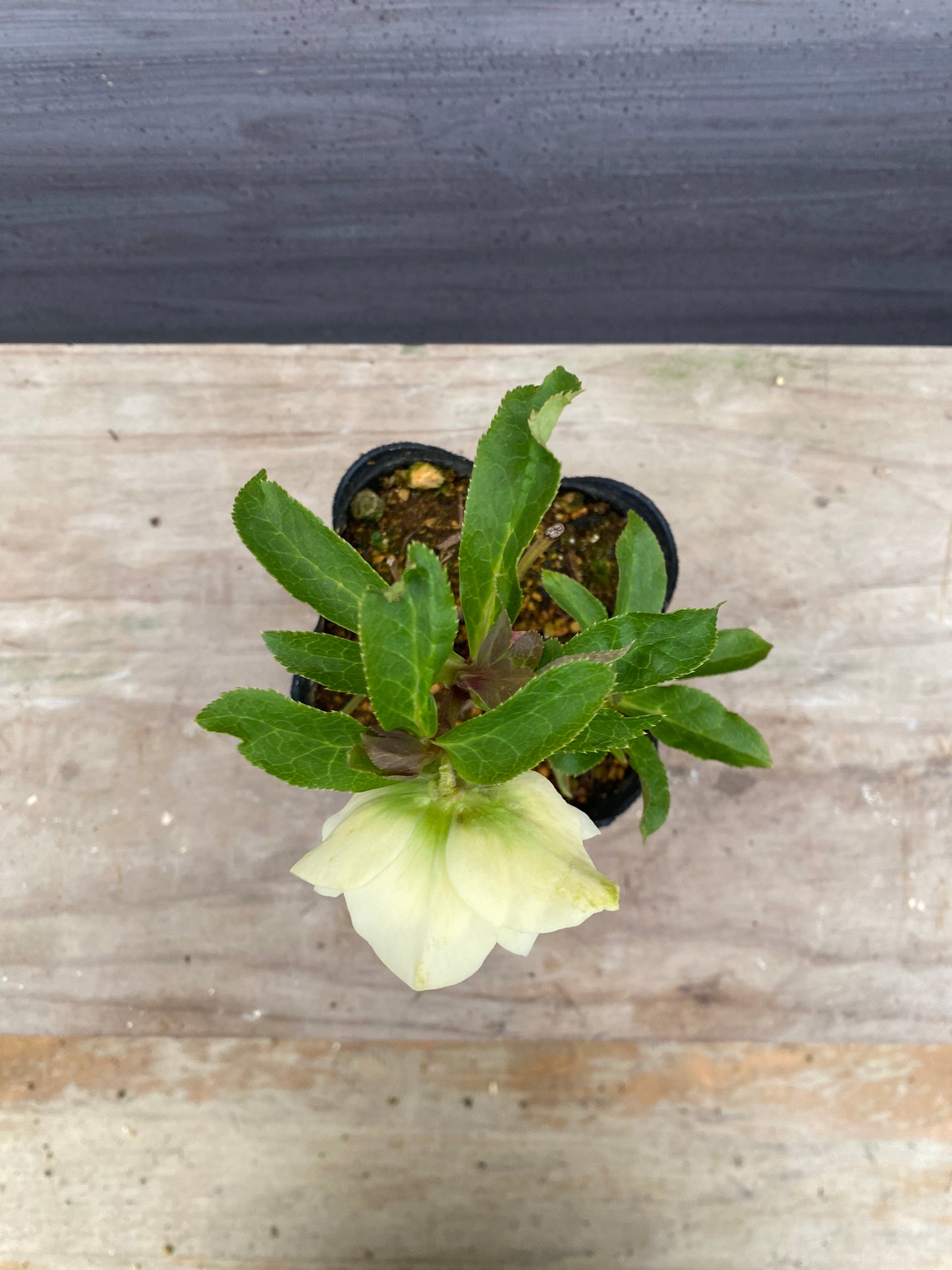 No.05135　横山園芸★クリスマスローズ　プリマドレス　5号苗ポット