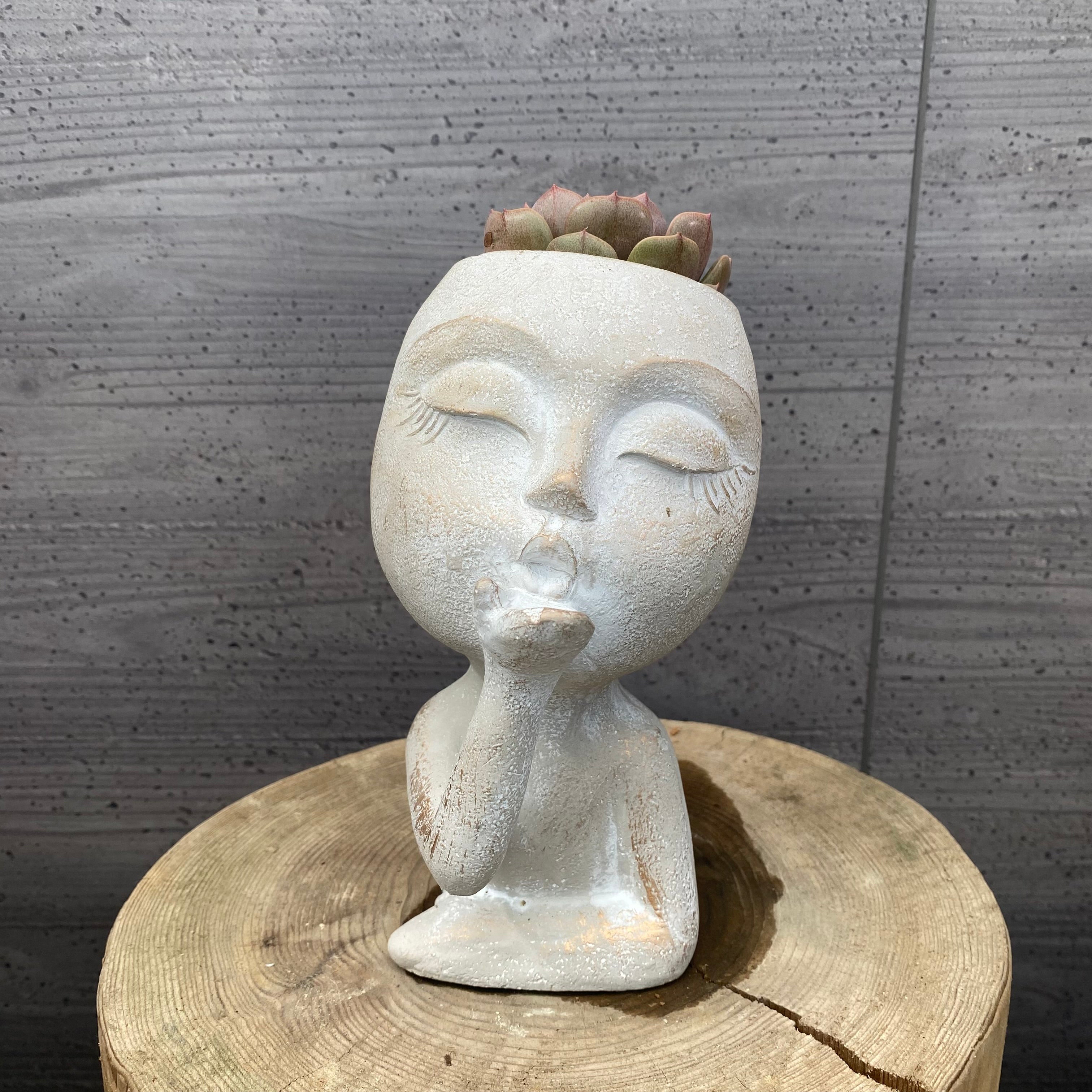 Pickup 全ての商品 – 植物家族