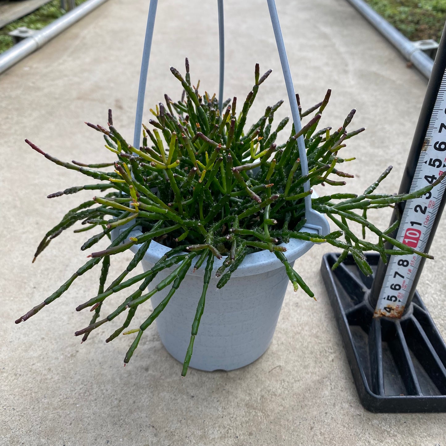 06036　リプサリス　4号吊り鉢