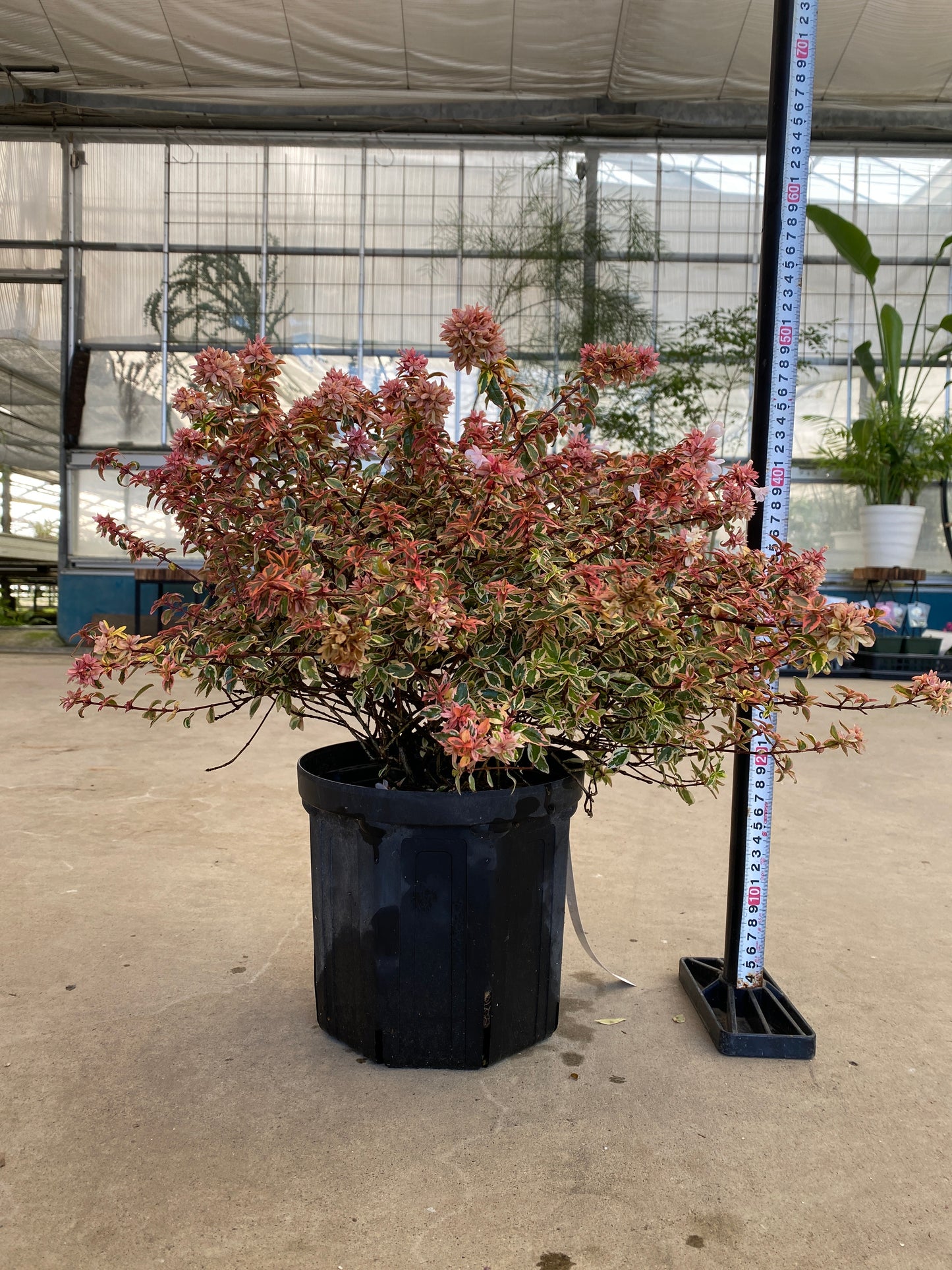 岡本緑花特集　アベリア　トリカラーチャーム　7号鉢