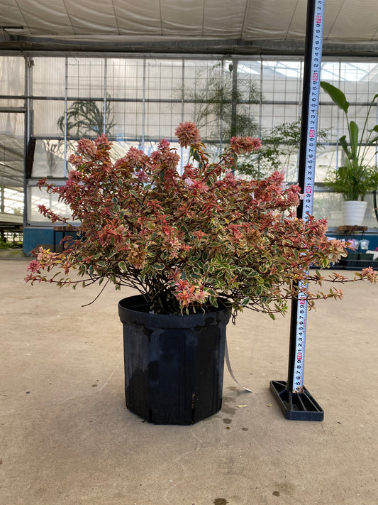 岡本緑花特集　アベリア　トリカラーチャーム　7号鉢