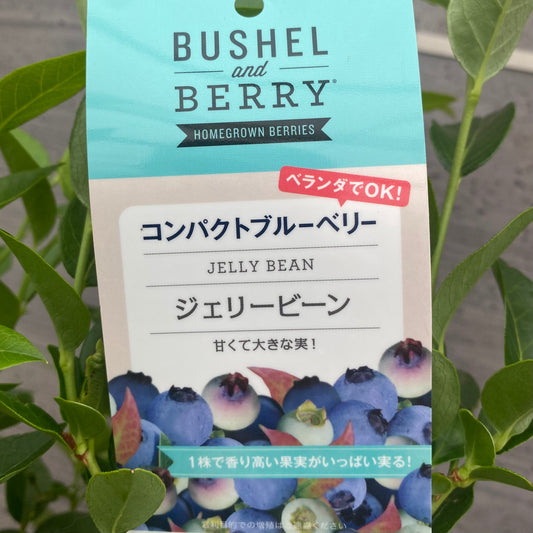 コンパクトブルーベリー　ブッシェル・アンド・ベリー　ジェリービーン　5号鉢