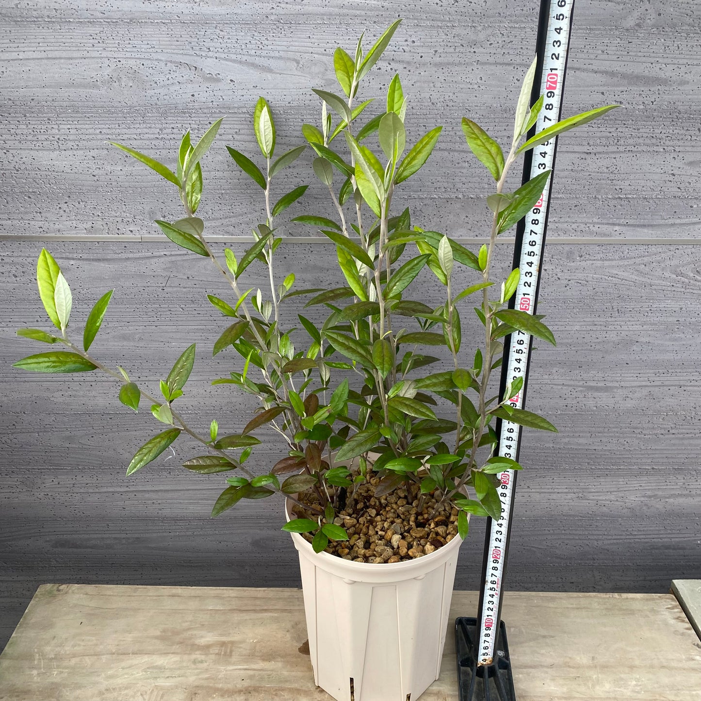 コロキア　ジーンティーズジャイアント　７号スリット鉢/オリジナル色