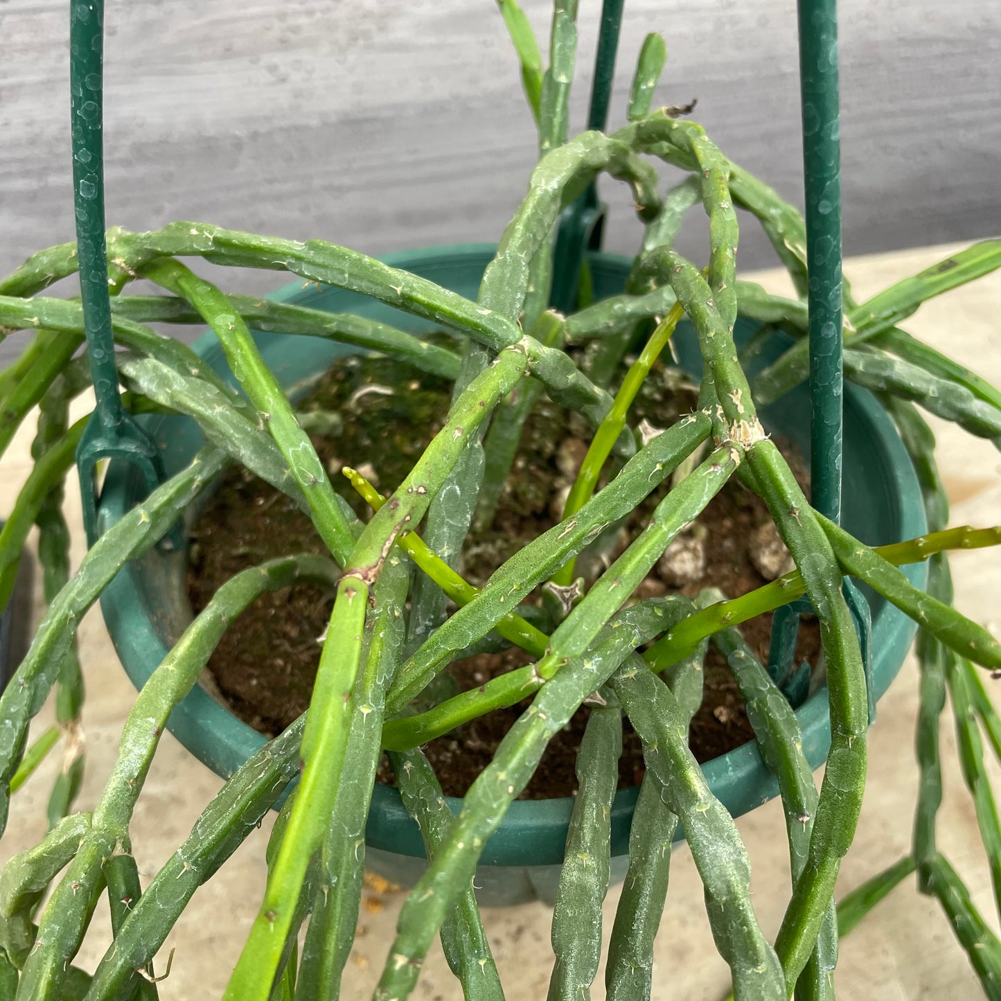 No.27003　社長おすすめ　サボテン　リプサリス　5号吊り鉢