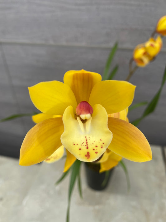 石田蘭園★和蘭　美々(香る蘭)   蘭用肥料プレゼント