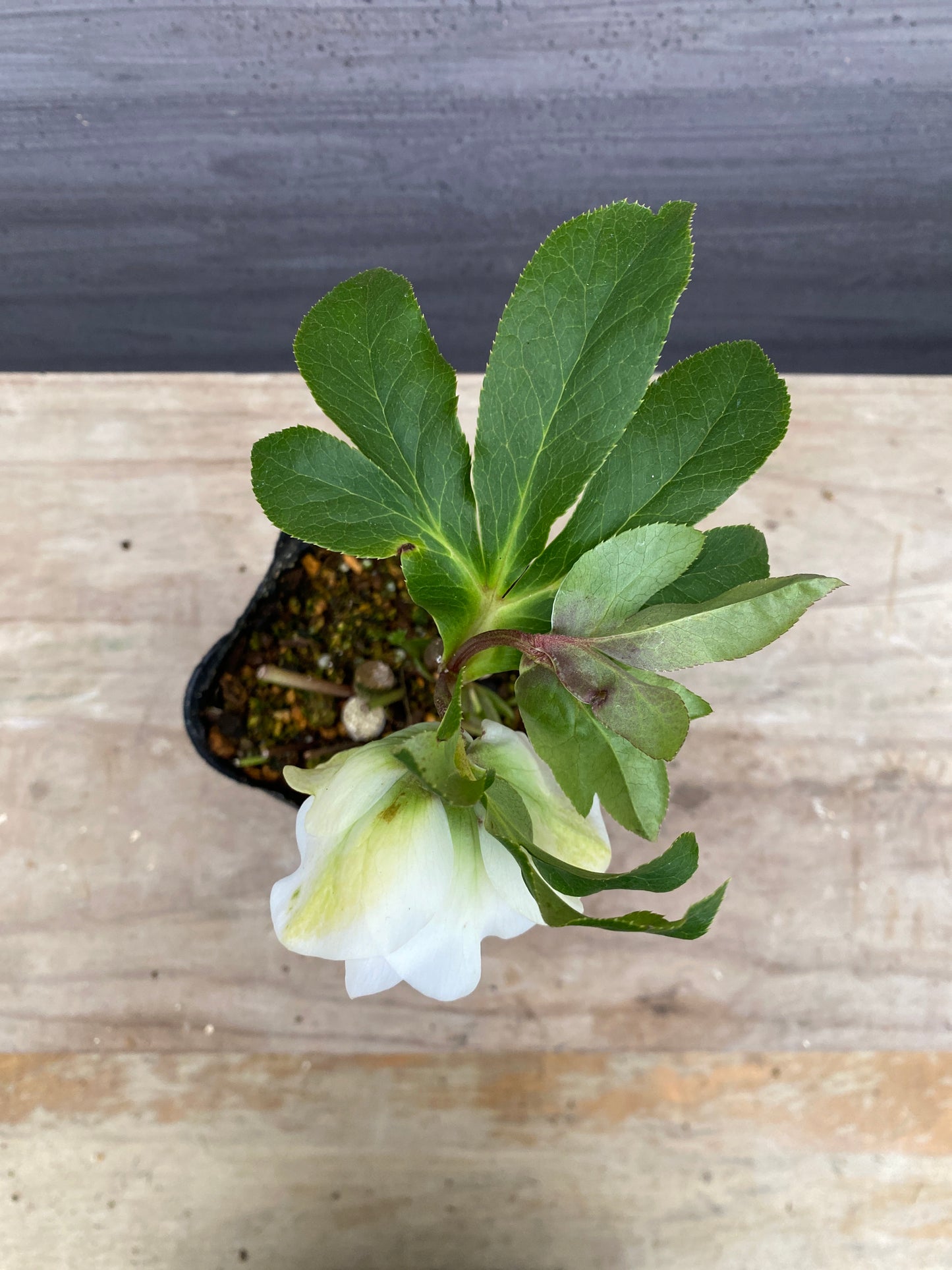 No.05105　横山園芸★クリスマスローズ　プリマドレス　5号苗ポット