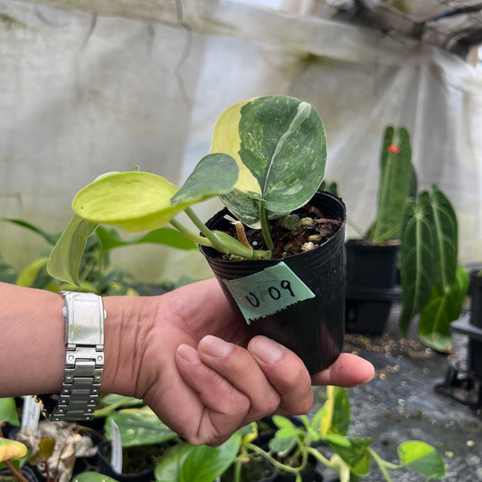 URBAN JUNGLE特集★U09　スキンダプサス　ジェードサティンオーレア　2号鉢