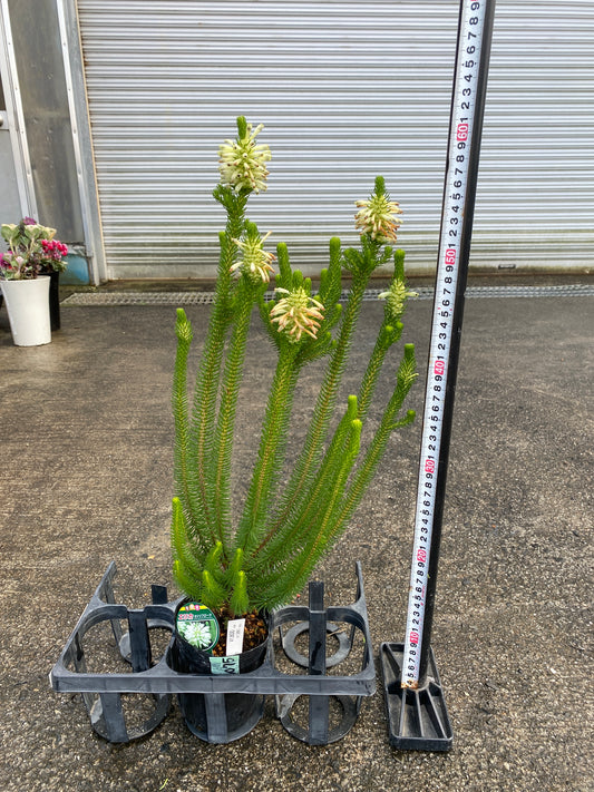 農場創業祭 No.26075　エリカ　セシリフローラ　3.5号苗ポット