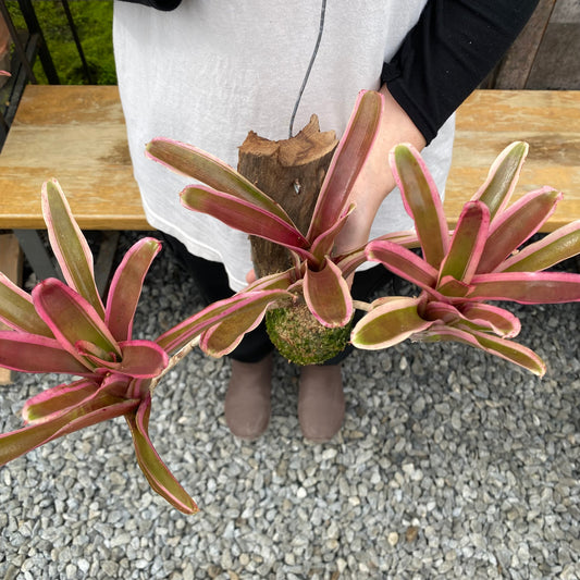 No.26022　ネオレゲリア　流木仕立て