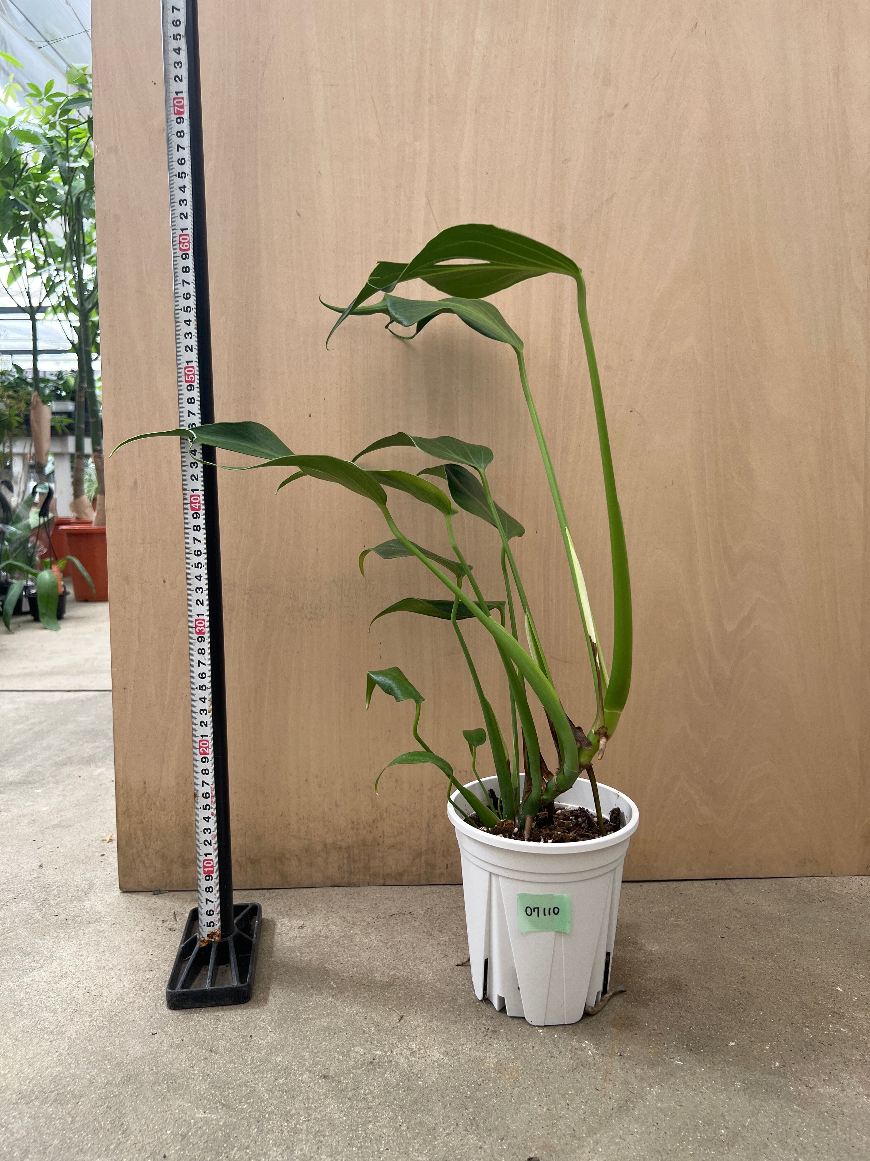 No.07110 モンステラ バールマルクスフレーム 5号鉢 – 植物家族