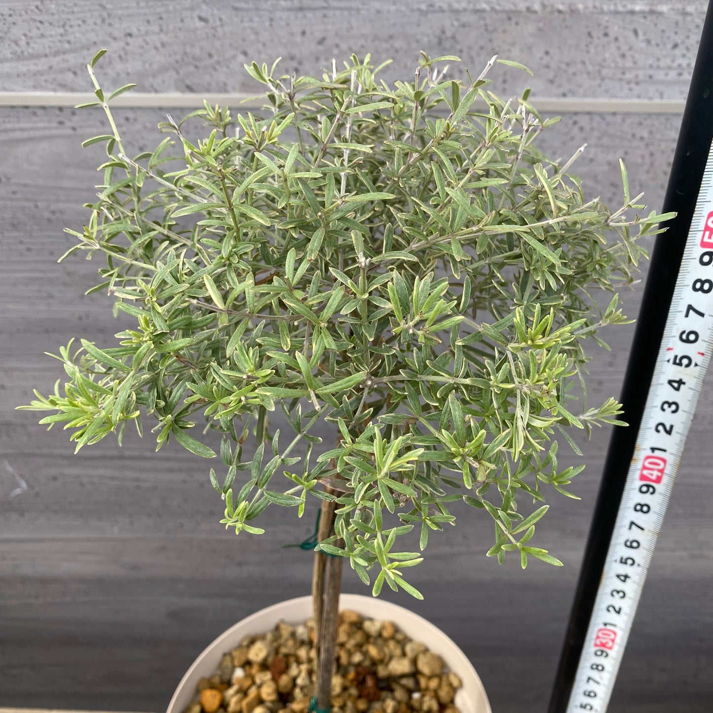 ウエストリンギア　ライムライト　６号スリット鉢/オリジナル色