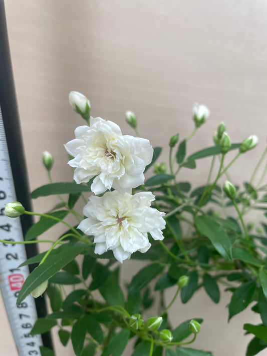 No.06031　モッコウバラ　白　5号鉢