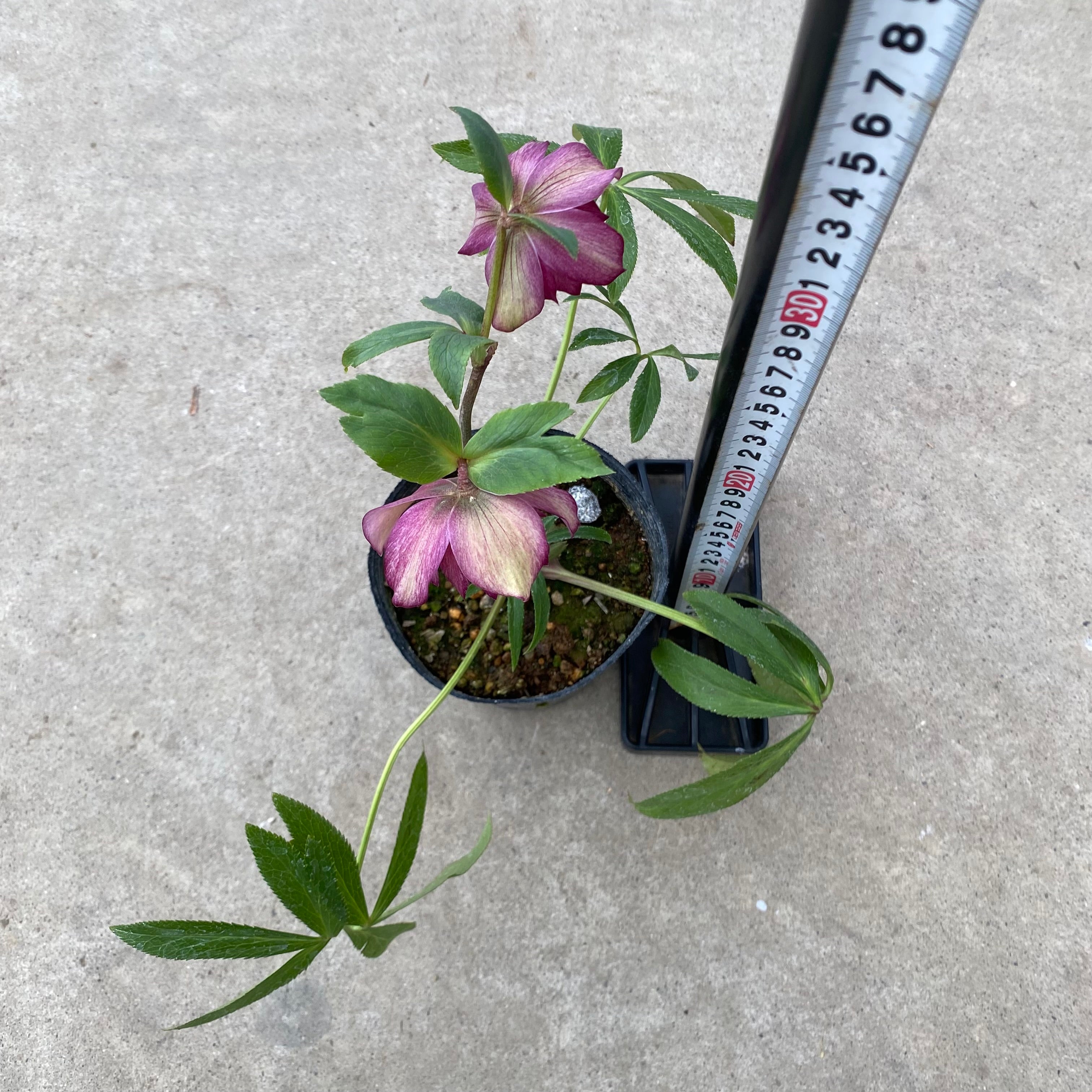 20065 クリスマスローズ ダブル咲き 3.5号苗ポット – 植物家族