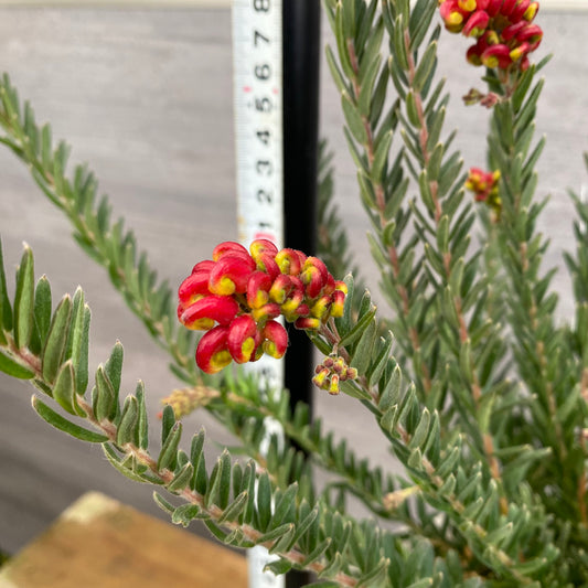 No.12016　グレビレア　ファイヤーワークス　ホワイトゴールドプラ鉢