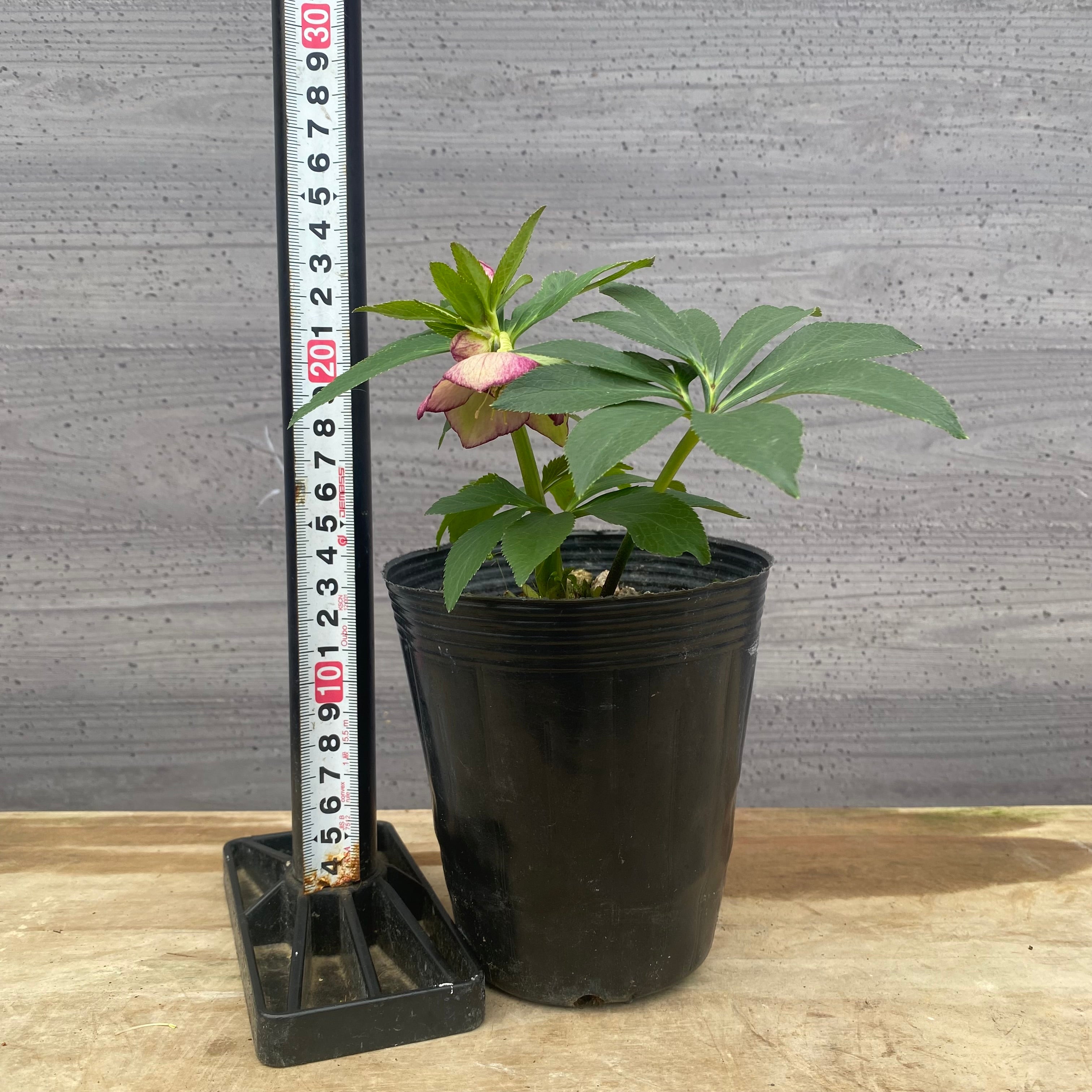 ⭐️植木鉢⭐️うさこ4人家族 セット ⭐️植木鉢⭐️うさこ4人家族 セット ⭐️植木鉢⭐️うさこ4人家族