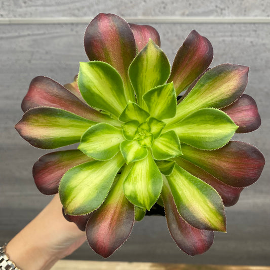 No.08007 アエオニウム ショウカ 3.5号苗ポット