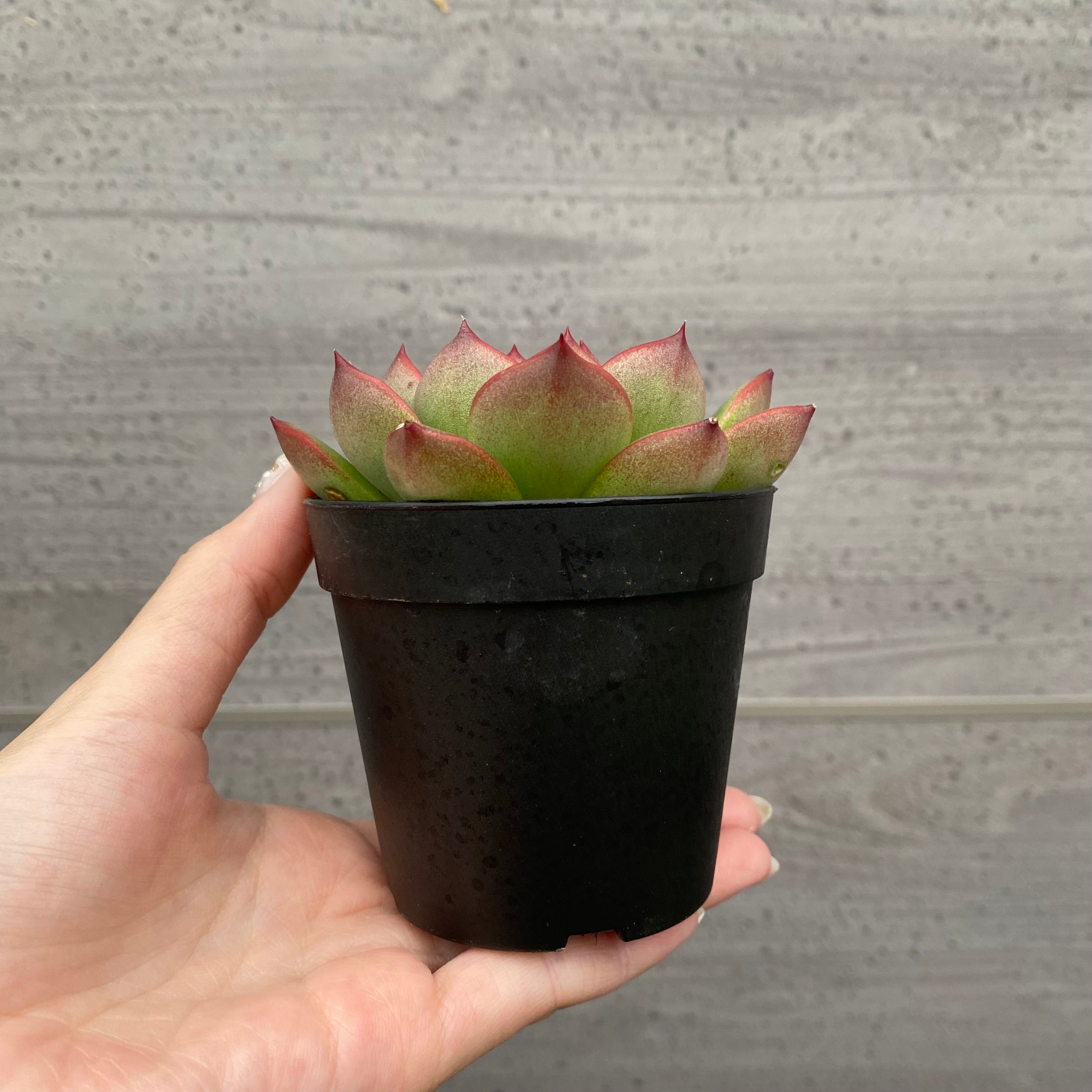 No.03007 エケベリア キンバリー 2号鉢 – 植物家族