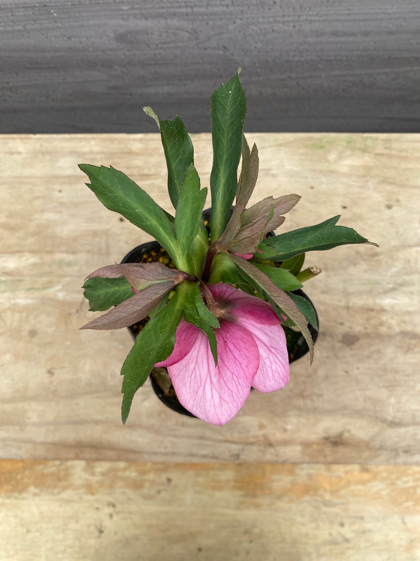 No.05078　横山園芸★クリスマスローズ　シングル咲き　5号苗ポット