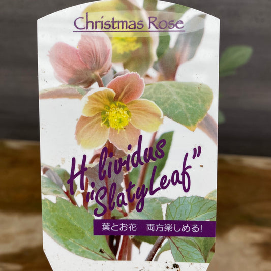 クリスマスローズ　リヴィダススレーティリーフ　キューガーデンポットレッド