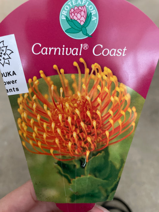 No.25011　リューコスペルマム　カーニバルコースト　5号鉢