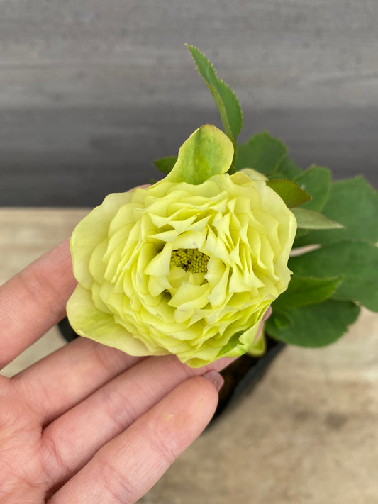 No.05103　横山園芸★クリスマスローズ　プリマドレス　5号苗ポット