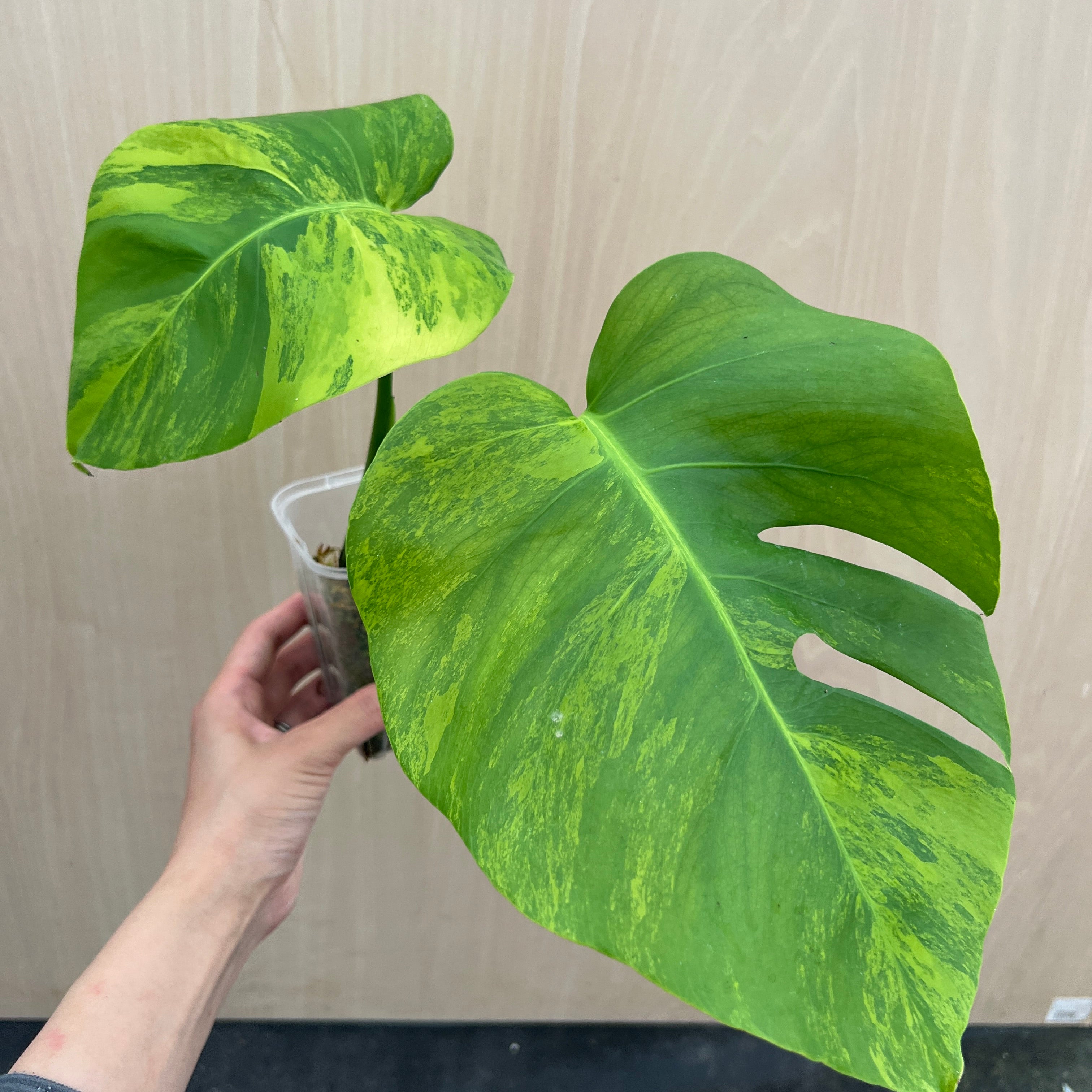 No.21069 モンステラ オーレア 茎挿し – 植物家族
