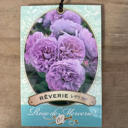 薔薇　レヴリ　7号おすすめ白ポット