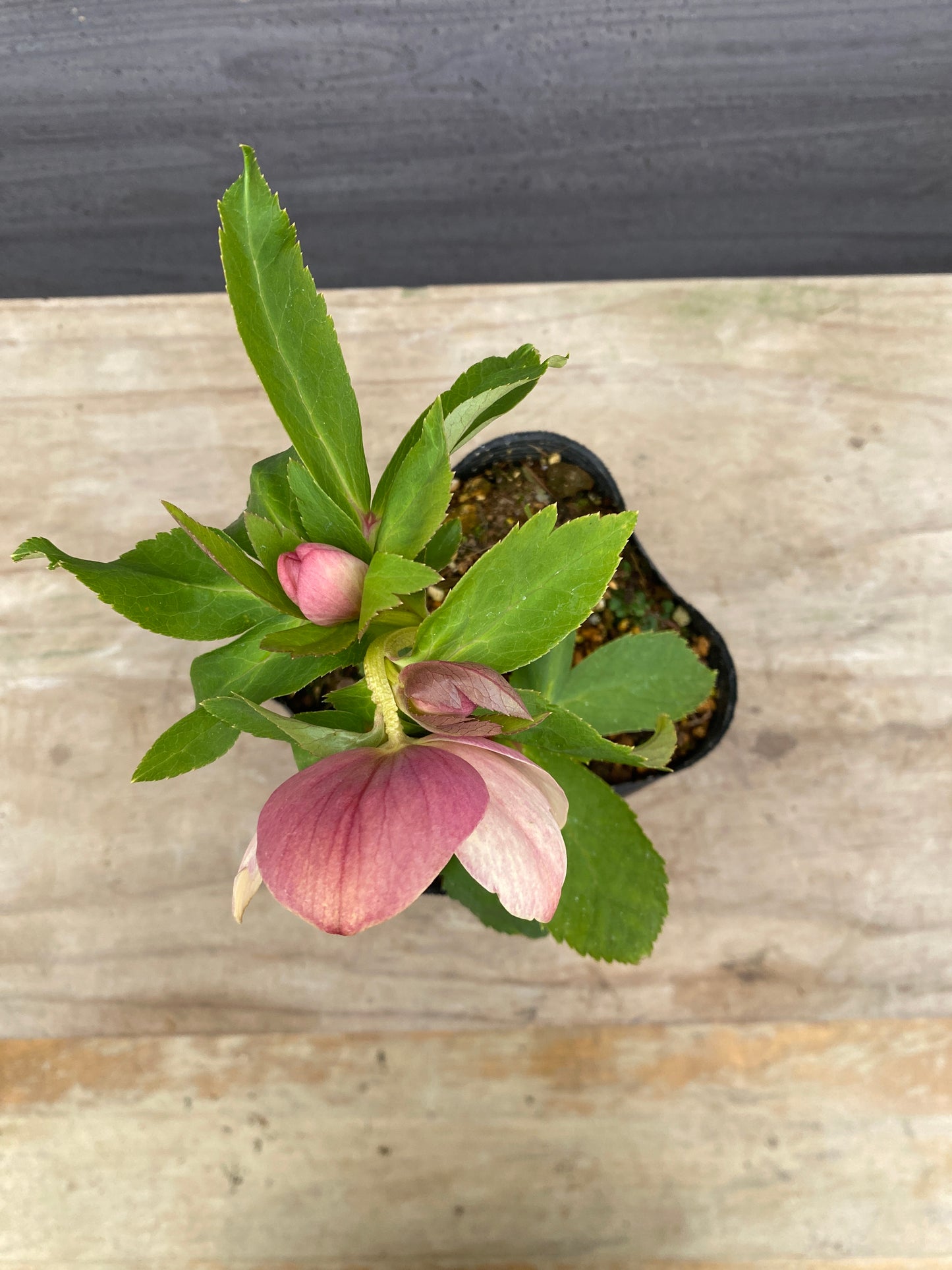 No.05084　横山園芸★クリスマスローズ　シングル咲き　5号苗ポット