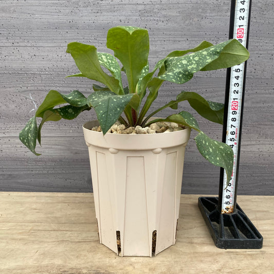 社長植栽★　プルモナリア　ピンクブルー　5号スリット鉢/オリジナル色