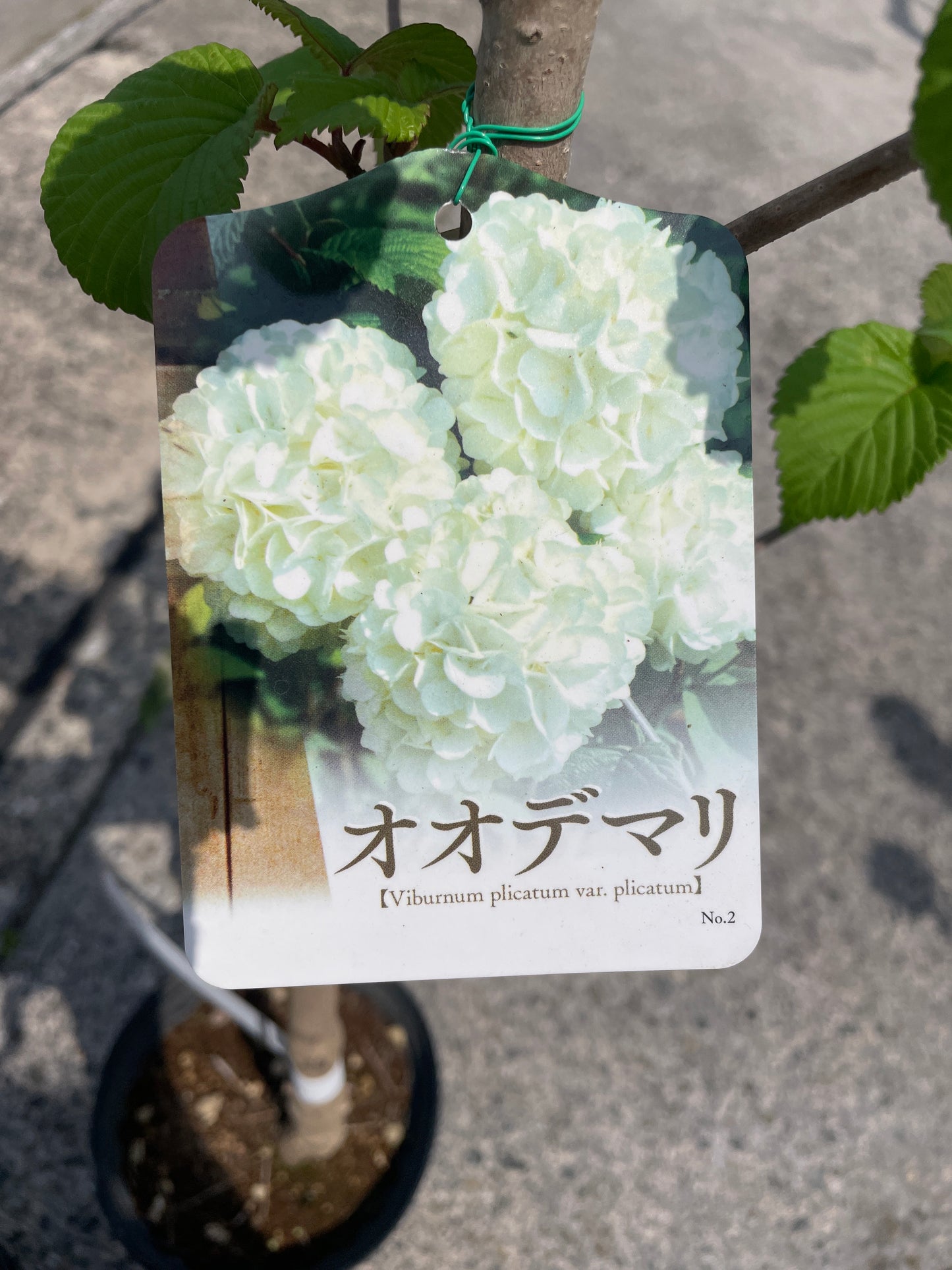 No.17004　オオテマリ　6号鉢