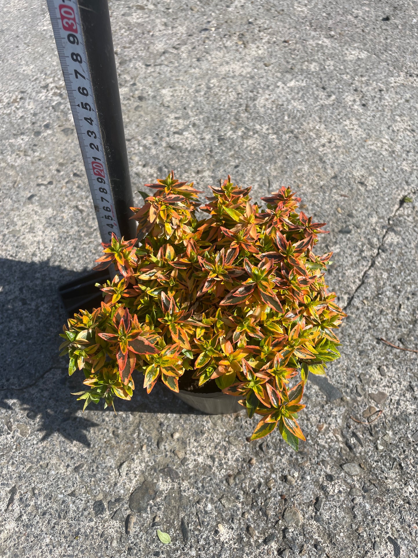 No.06005　岡本緑花　アベリア　カレイドスコープ　5号苗ポット