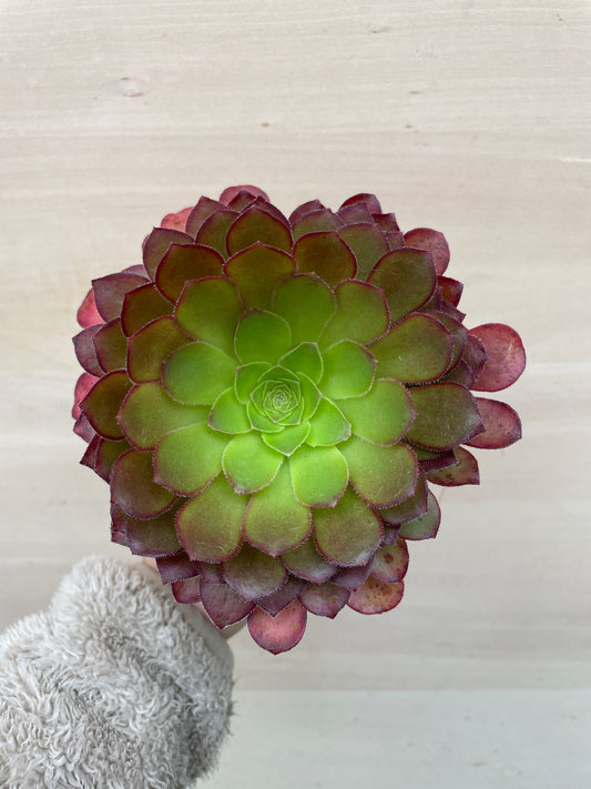 M41　センポニウム　シエナ　3号苗ポット