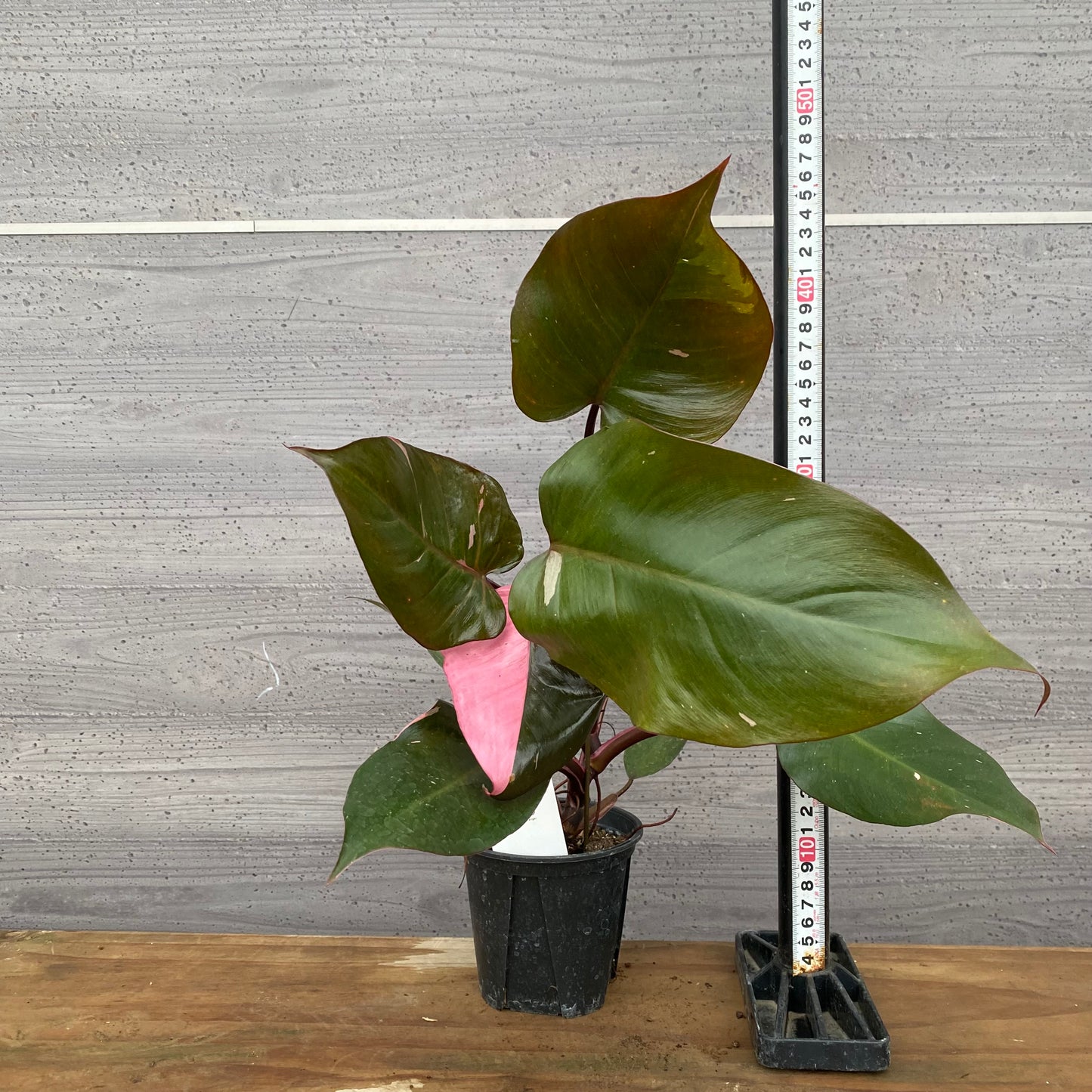 市場仕入れ即売会　No.25032　フィロデンドロン　ピンクプリンセス　3.5号鉢