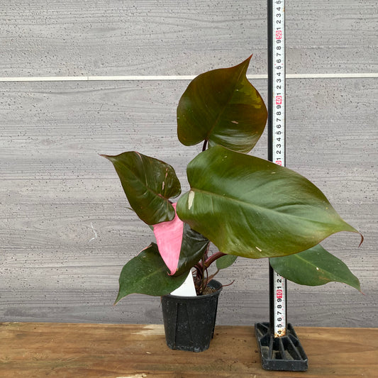 市場仕入れ即売会　No.25032　フィロデンドロン　ピンクプリンセス　3.5号鉢