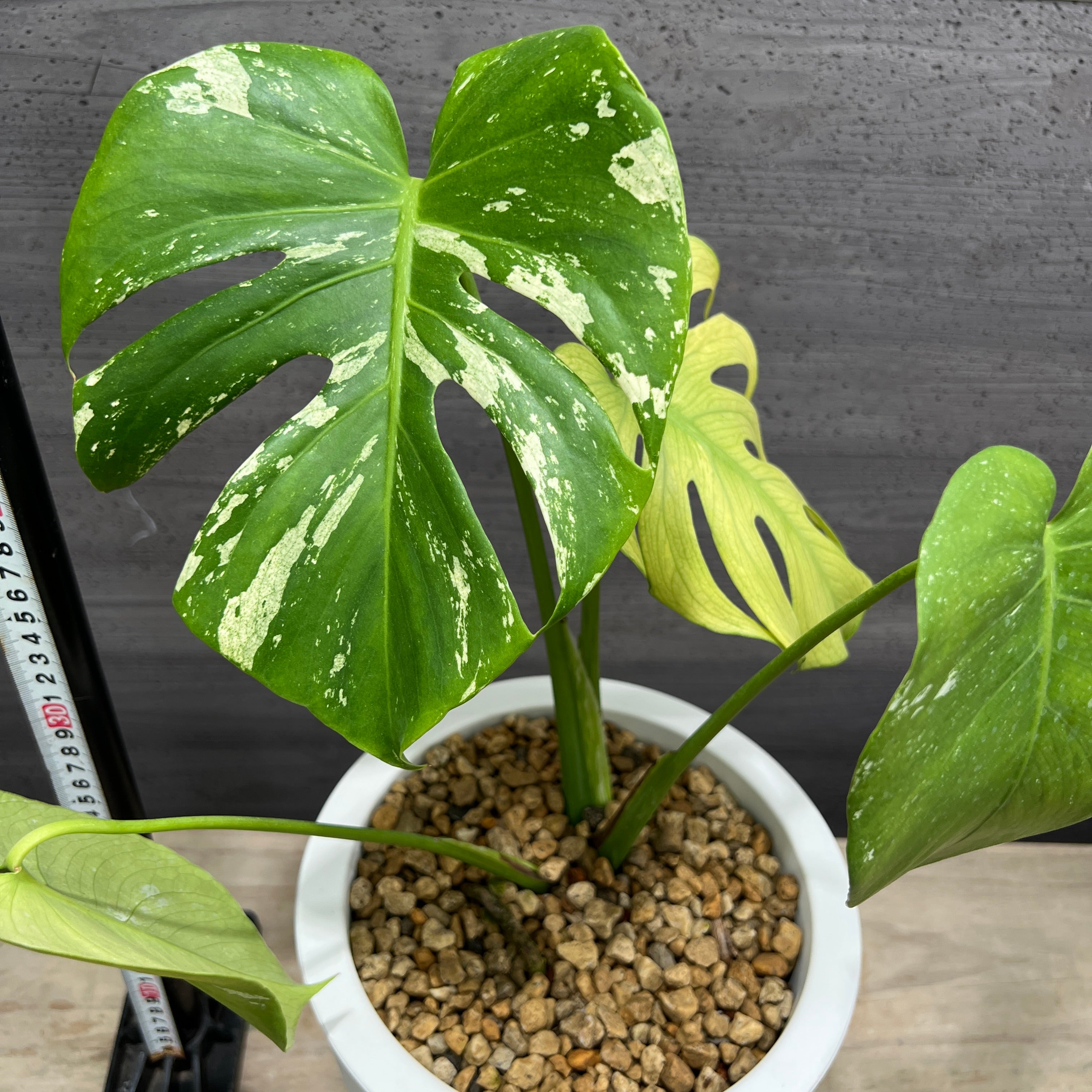 No.21101 モンステラ ホワイトモンスター 7号おすすめ白ポット – 植物家族