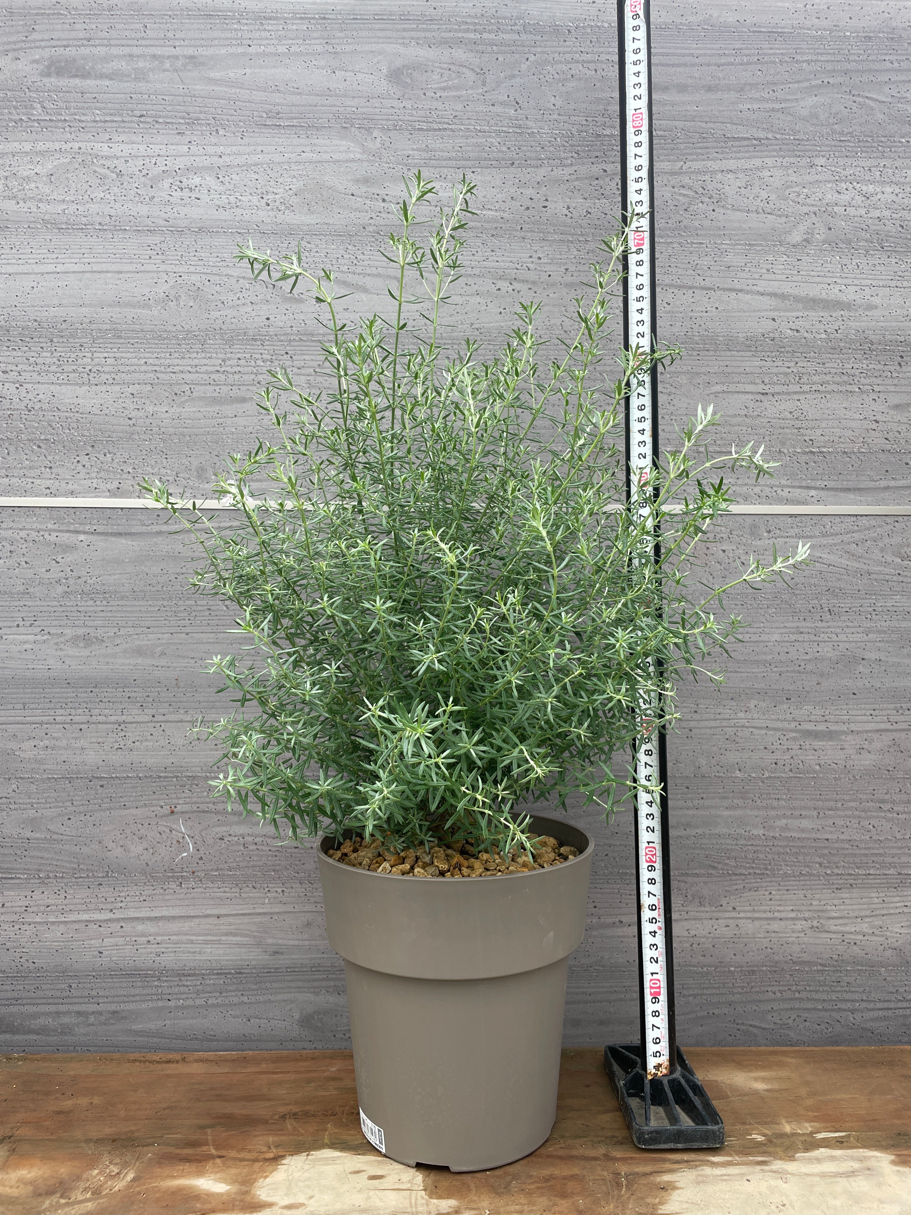 植物家族