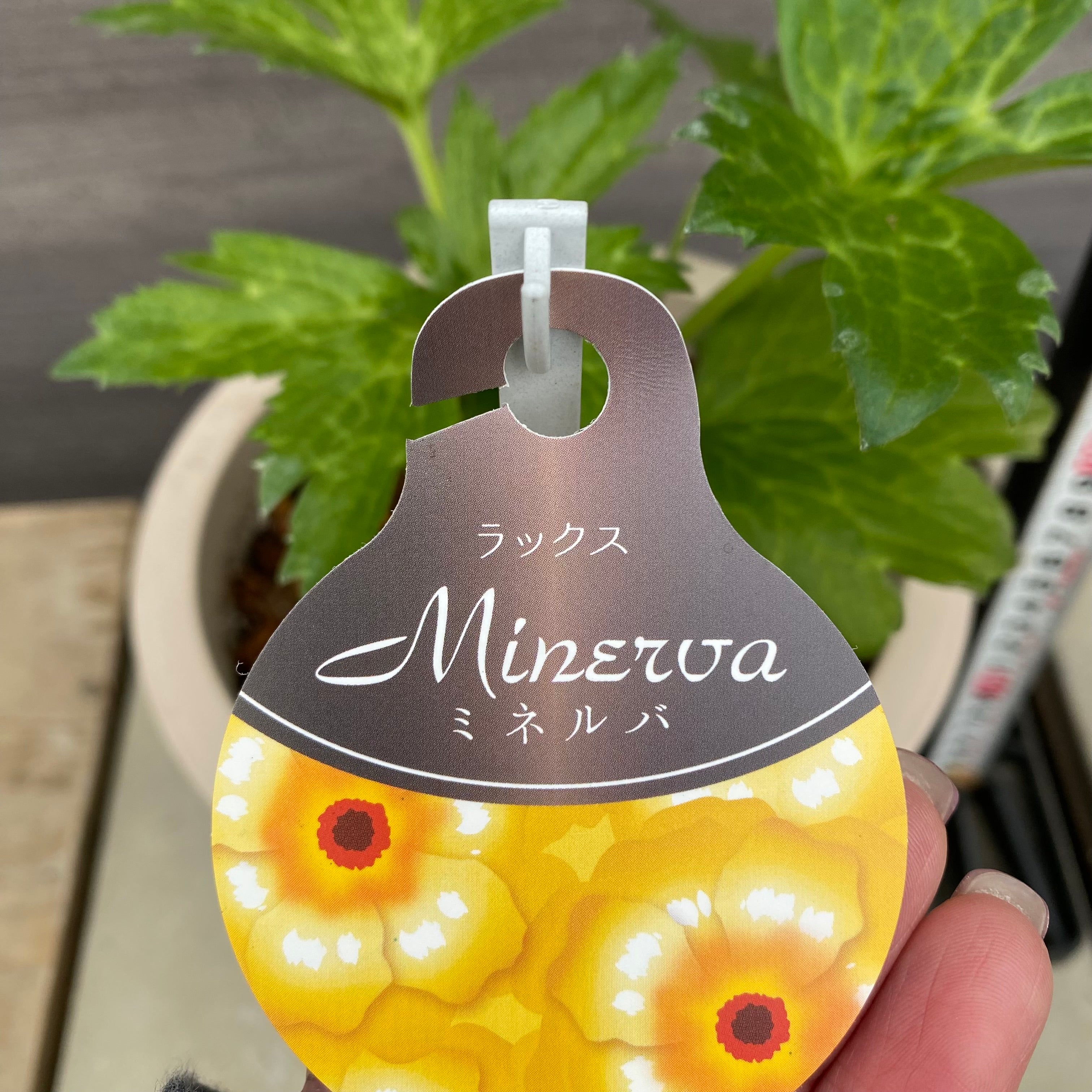 ラナンキュラス ラックス ミネルバ 6号オリジナルベージュポット