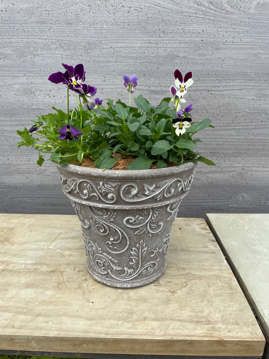 ビオラ　寄せ植え