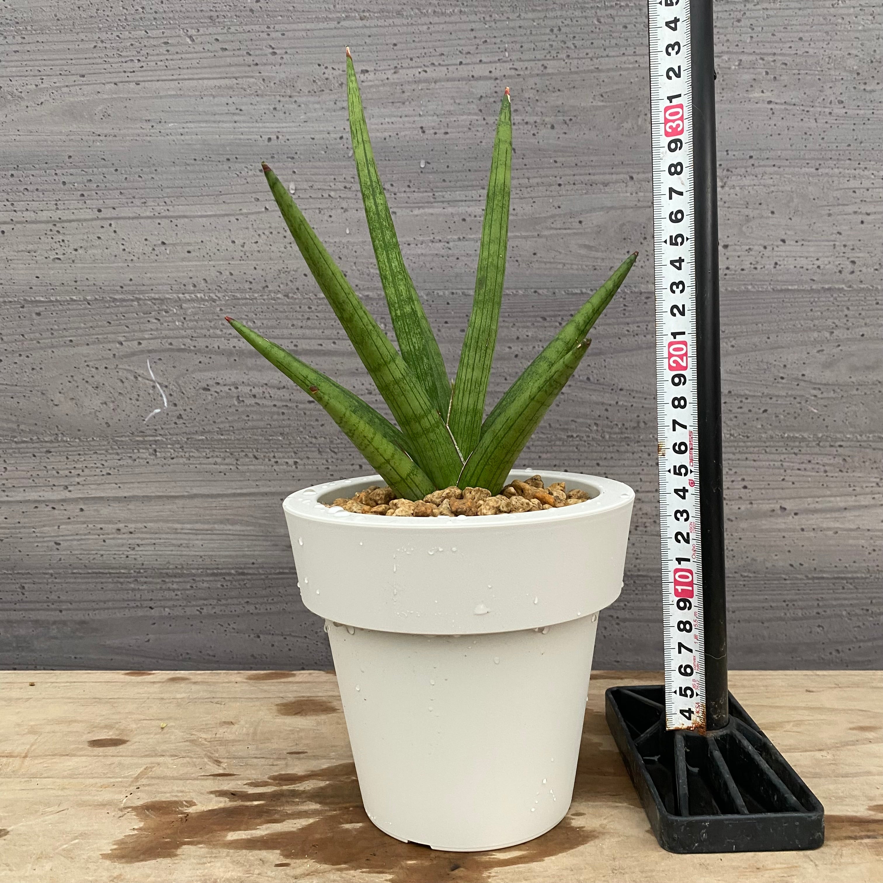 植物家族