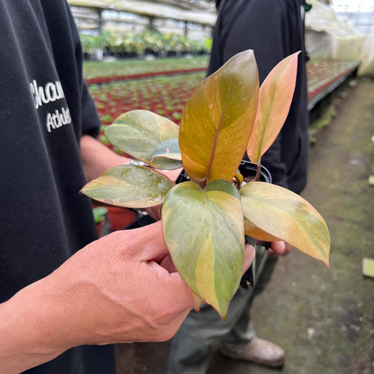 URBAN JUNGLE特集★U38　フィロデンドロン　ブラックカーディナル斑入り　2号鉢