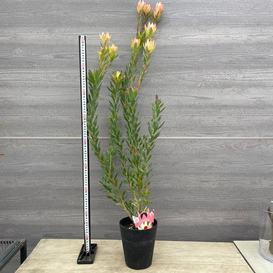 No.26035　リュウカデンドロン　サマーフレーム　5号鉢