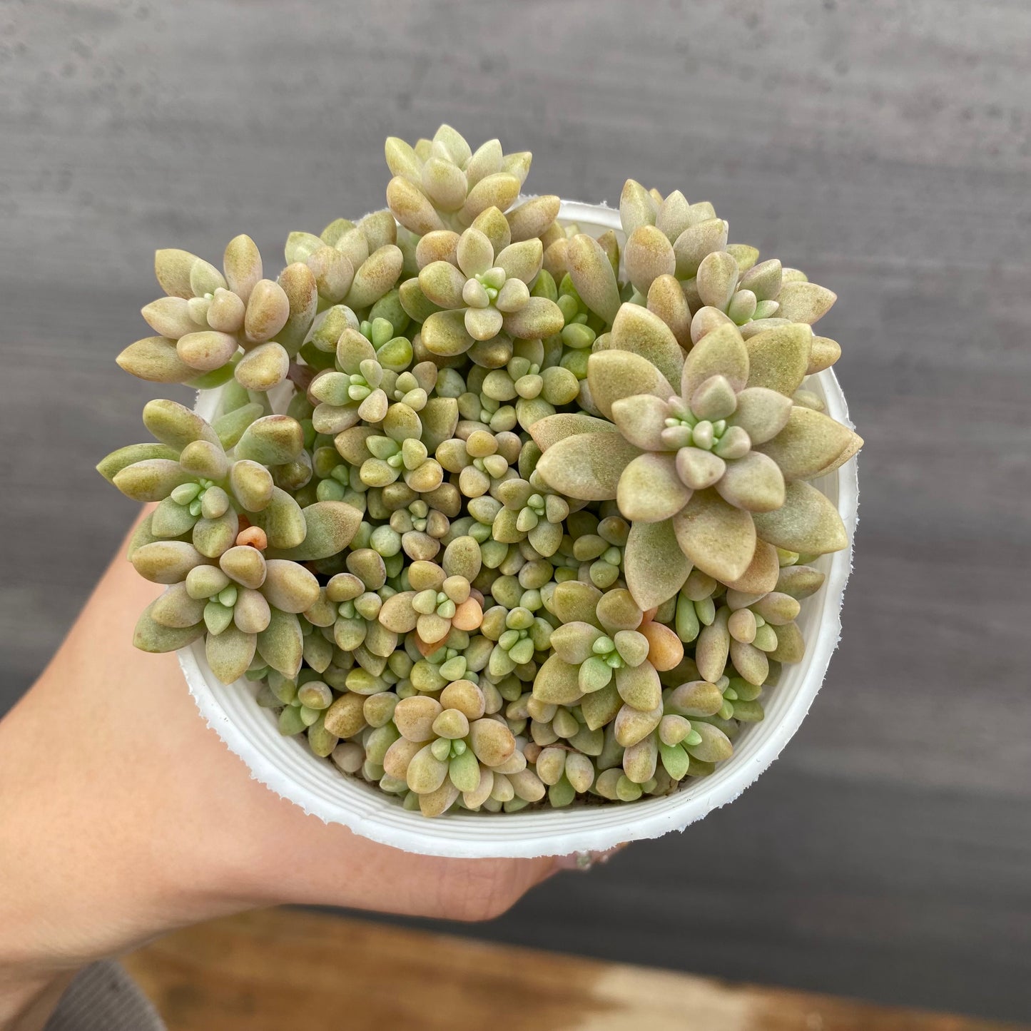 市場仕入れ即売会　No.25069　セダム　レッドベリー/オーロラ/虹の玉/姫秋麗　4種セット