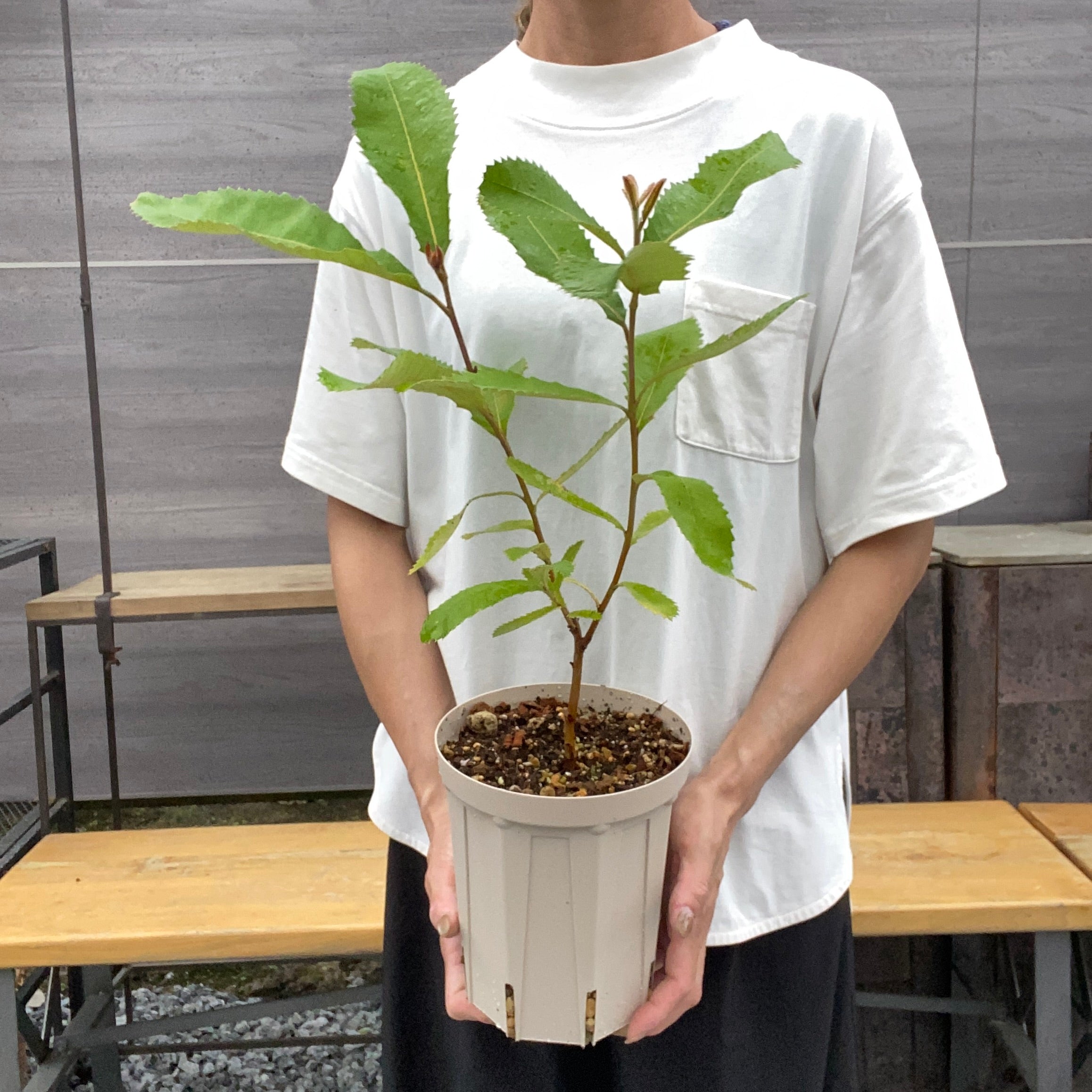 10/3 – 植物家族