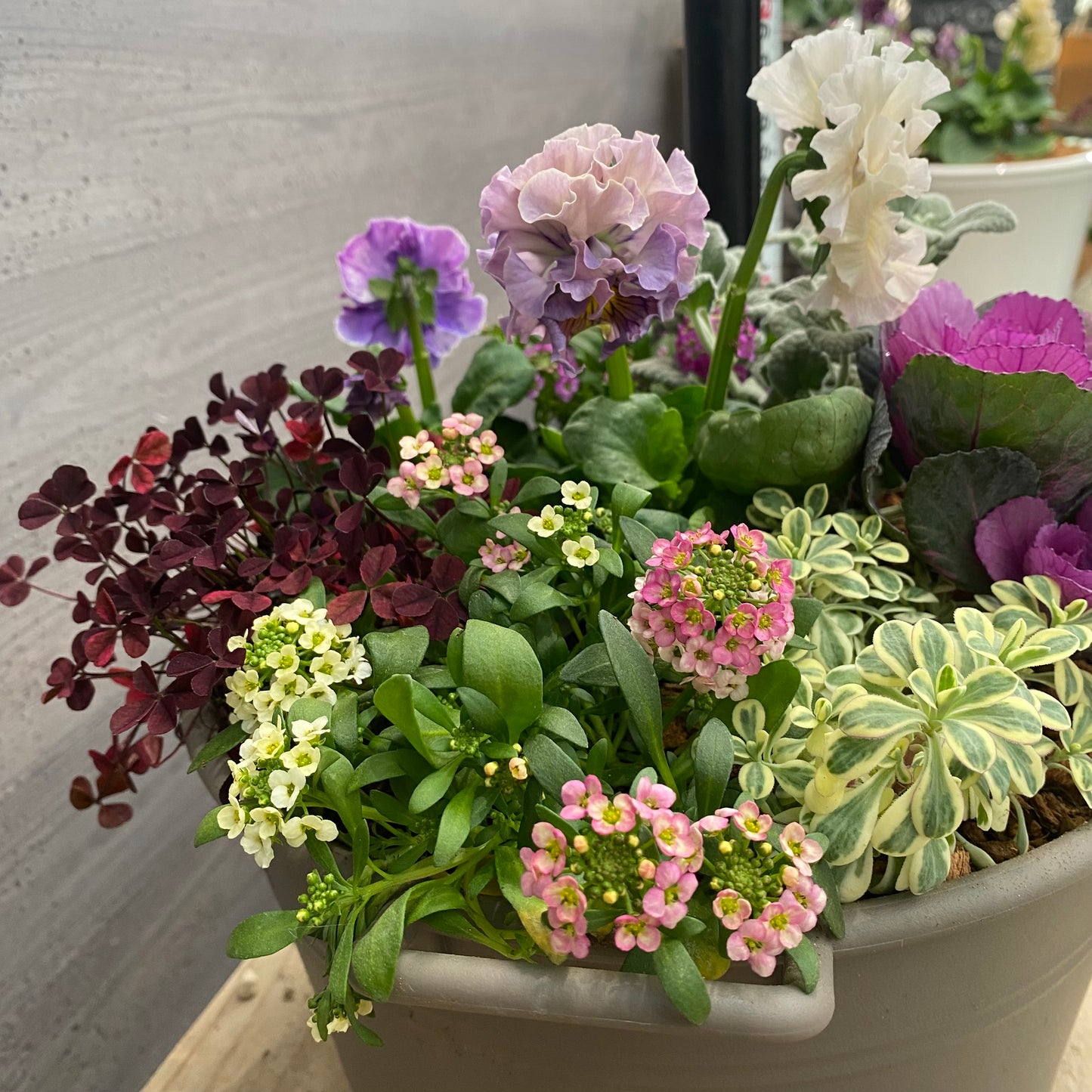 寄せ植えJ　手つきポットグレー