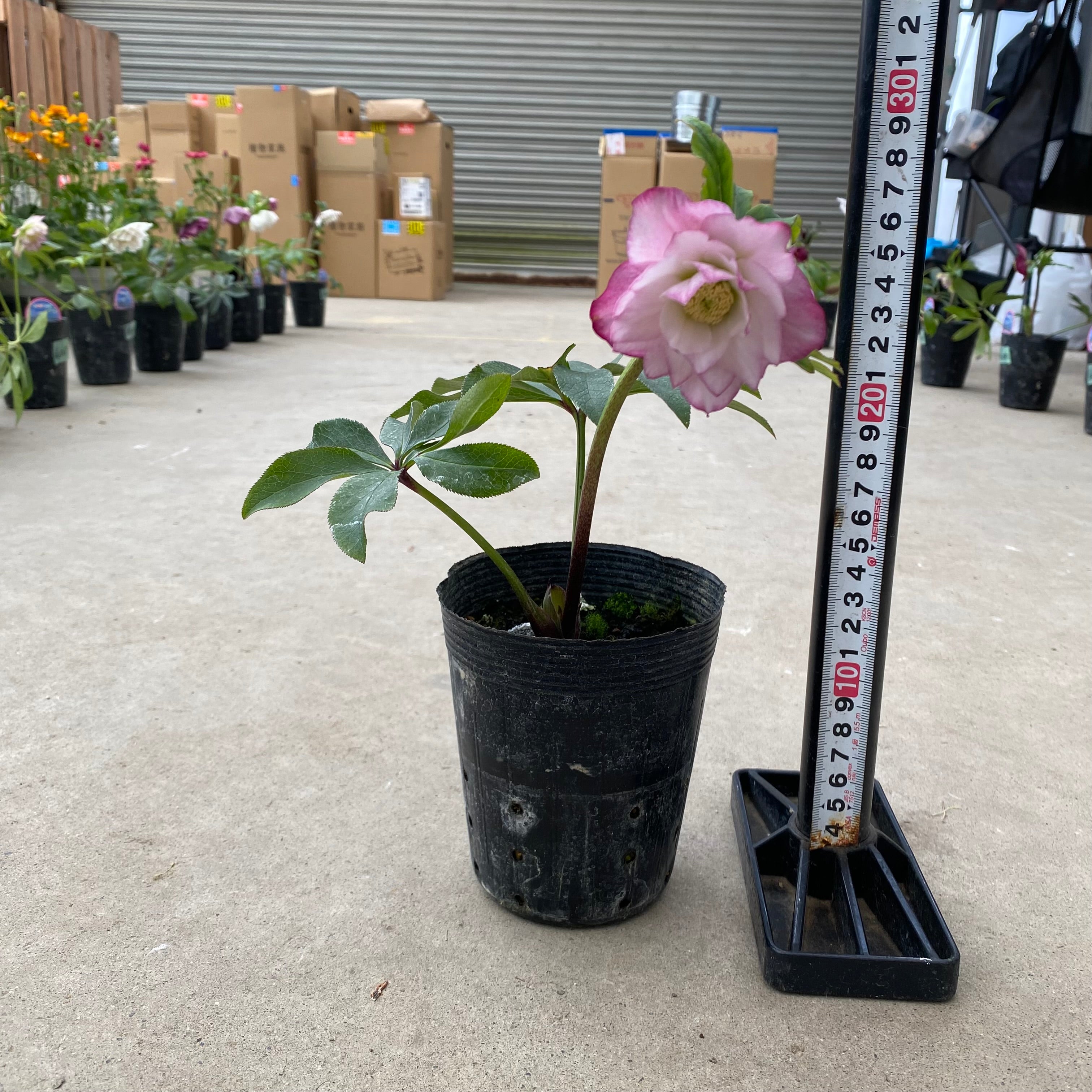 20062 クリスマスローズ ダブル咲き 3.5号苗ポット – 植物家族